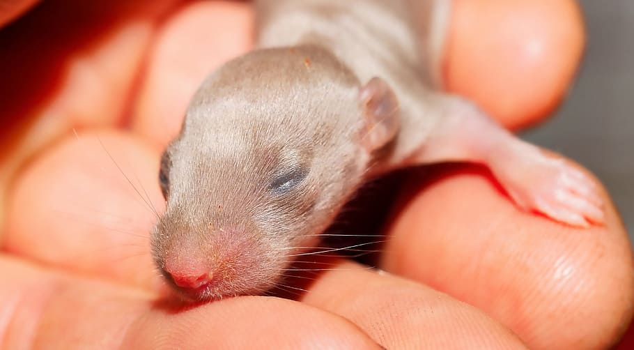 person, holding, gray, animal close-up photo, baby rats, eyes closed, face, portrait, cute, helpless innocent