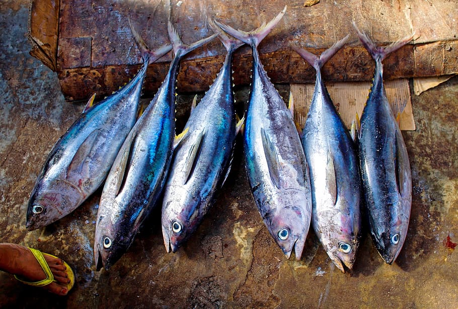 seis peces grises, atún, pescado, captura, escamas, aleta, fresco, mariscos, crudo, capturado
