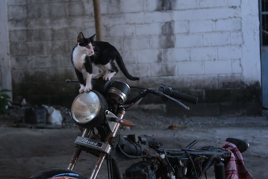 cat, moto, motorcycle, vintage, chito, pussycat, black cat white, domestic, domestic animals, pets
