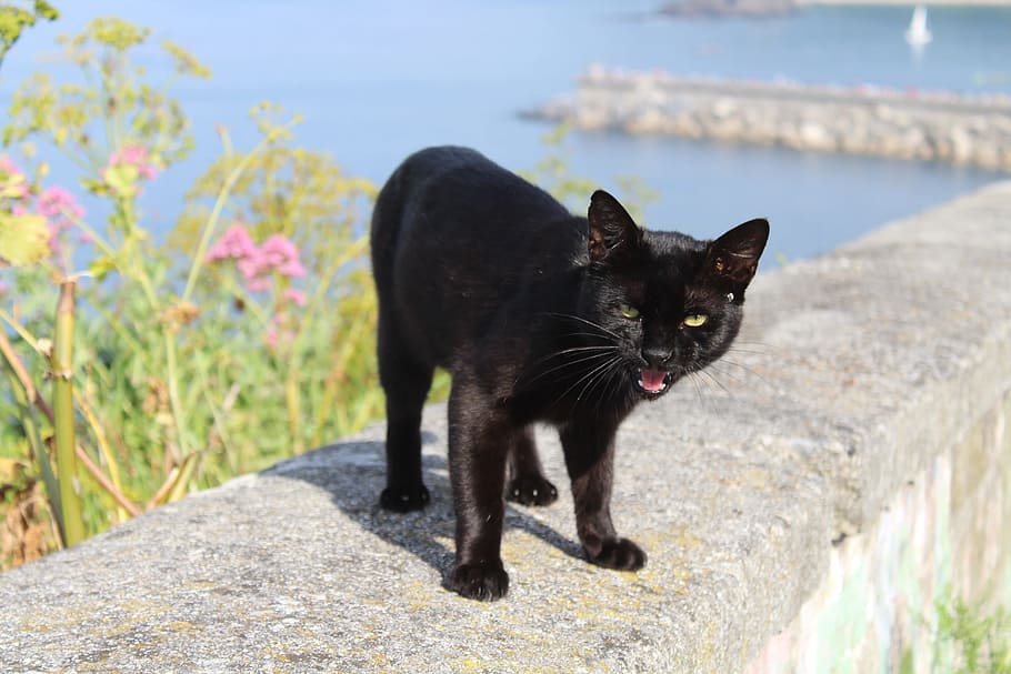 kucing hitam berlapis pendek, Hewan, Kucing, Hewan Peliharaan, lihat, kucing hitam, pantai, Kucing domestik, anak kucing, di luar ruangan