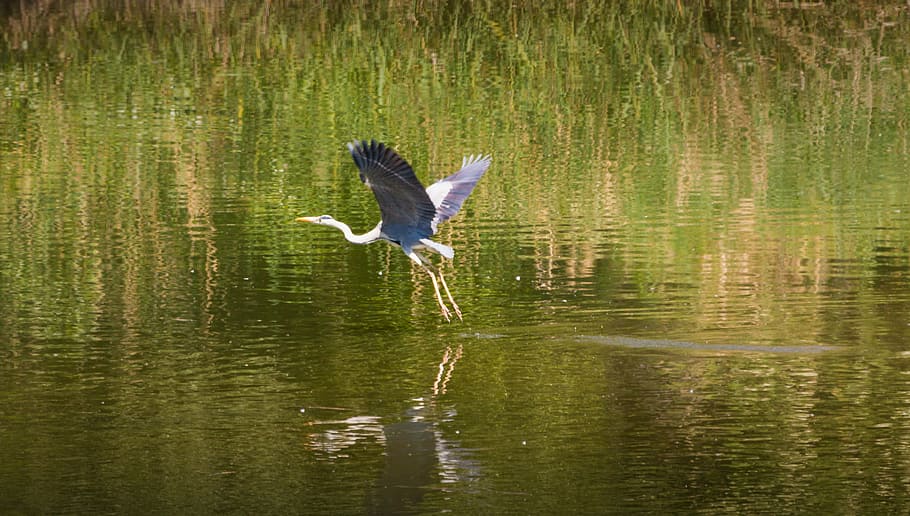 heron, flies, starts, water, mirroring, reflected, reed, mirror, reflections, reflection