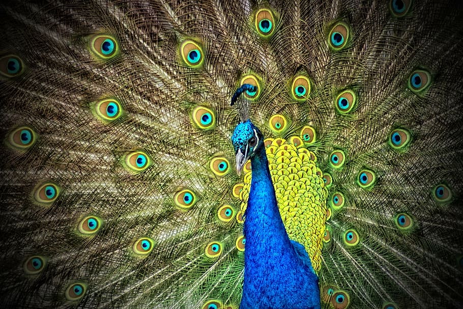 青, 緑, クジャクの壁紙, 孔雀, 動物, 虹色, 鳥, 動物のテーマ, 孔雀の羽, 脊椎動物