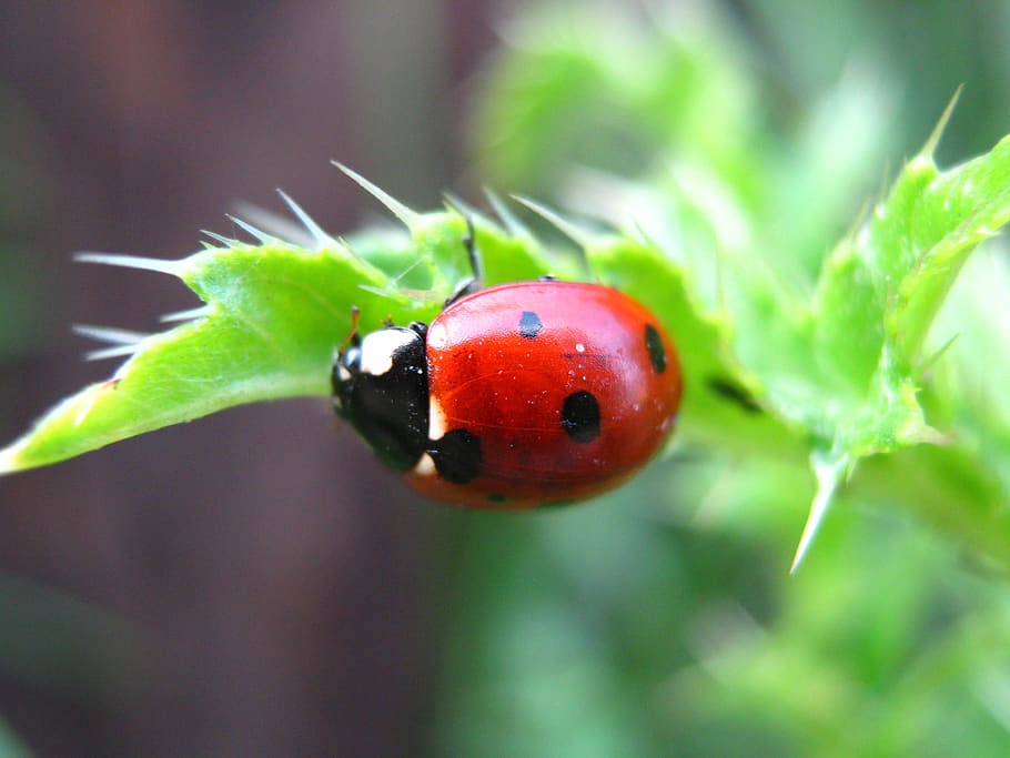 nature, ladybug, beetle, insect, food and drink, close-up, food, plant, fruit, plant part