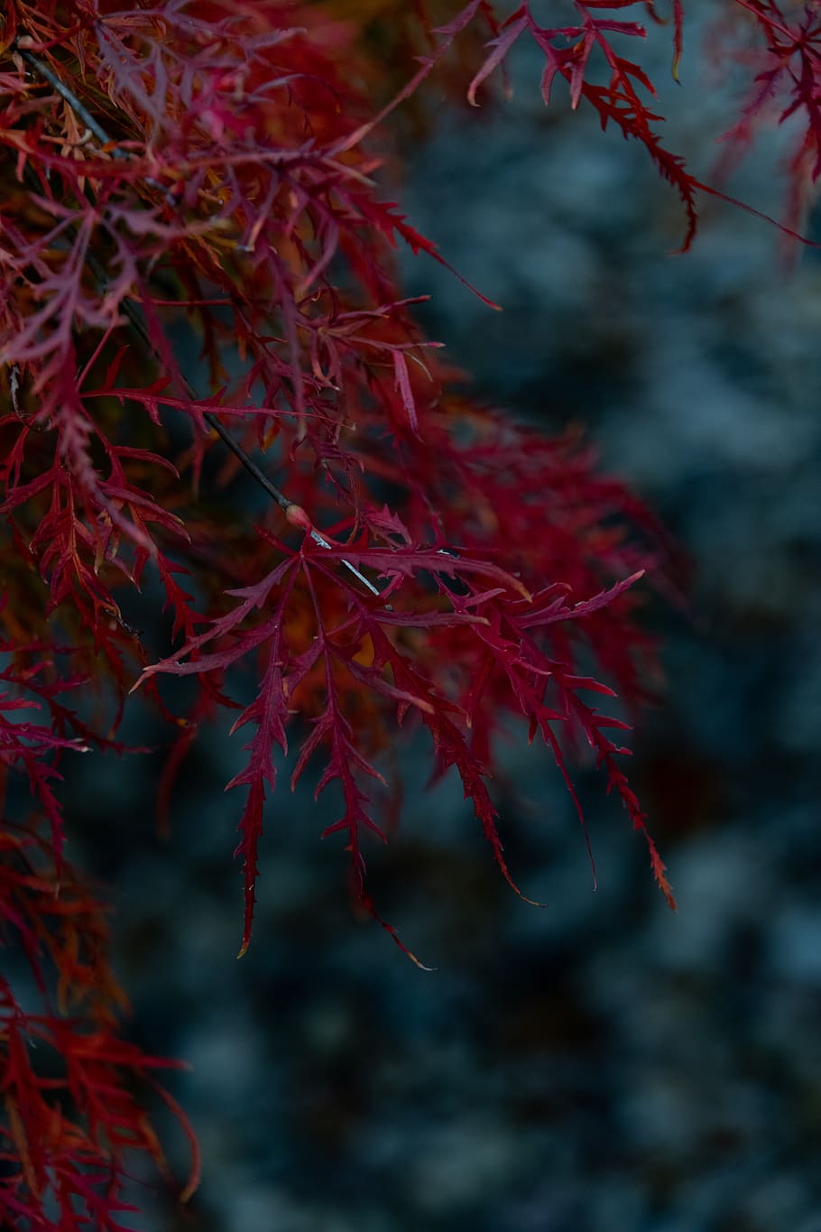 leaves, fall, plants, mystery, dreamy, dreary, red, color, mood, autumn