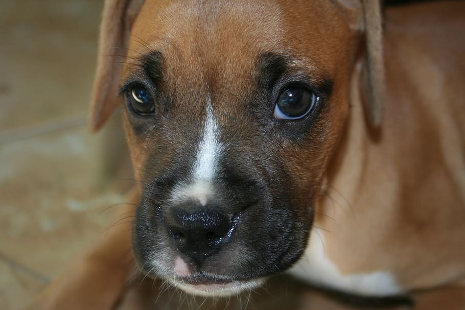 boxer, puppy, dog, cute, young, head, pet, animal, pets, canine