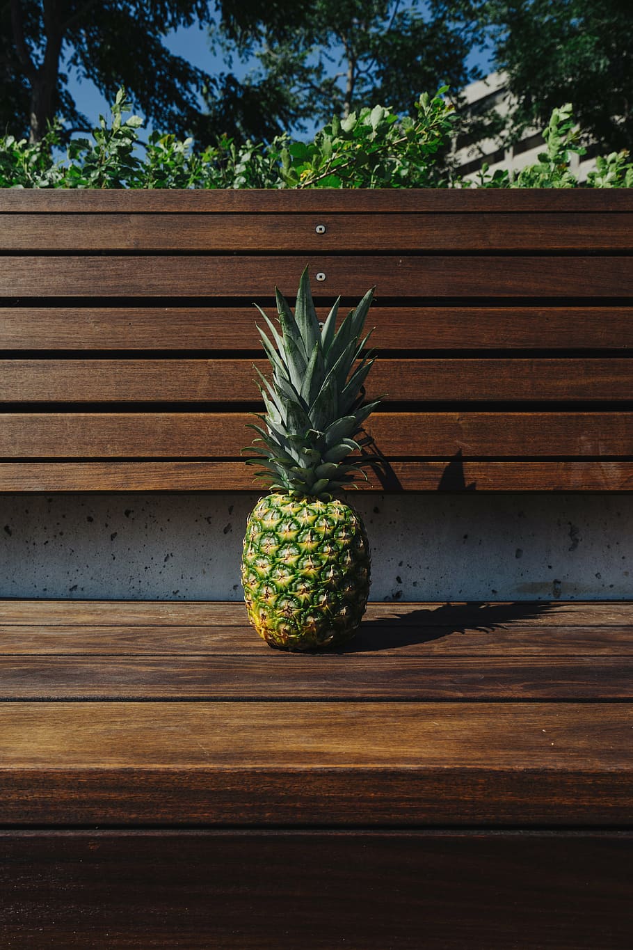 bench, fruit, pineapple, plants, summer, summer vibes, summertime, tree, tropical, tropical fruit