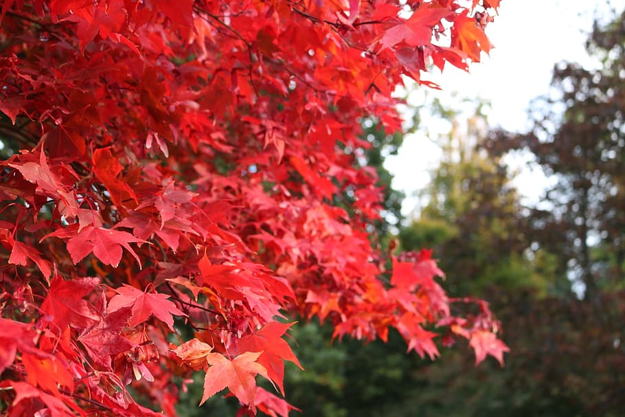 bodnant gardens, tree, leaves, red, nature, natural, bright, colorful, maple, acer
