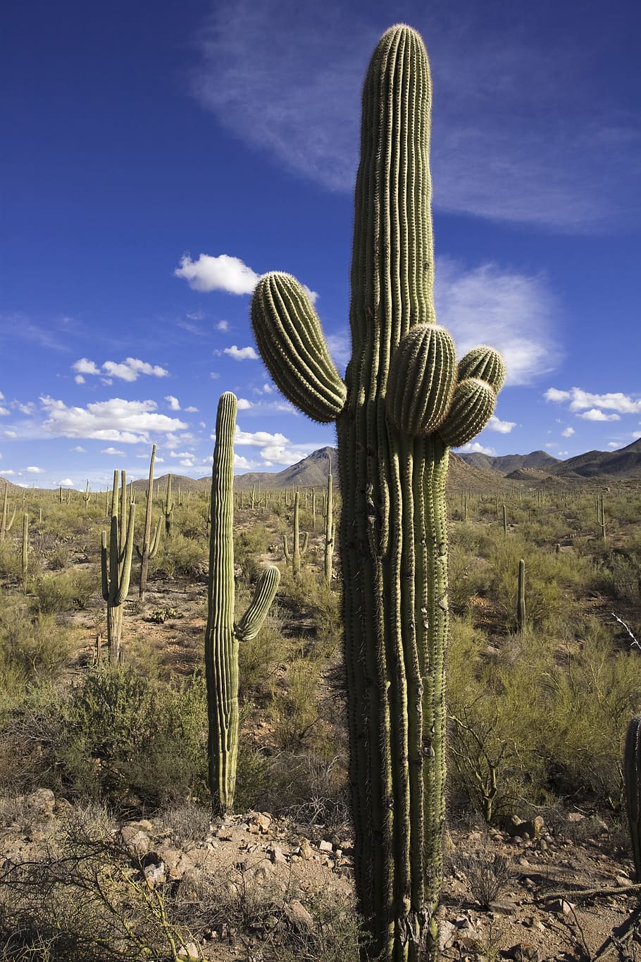 cactus, desert, saguaro, dry, nature, southwest, arizona, cacti, sky, outdoors