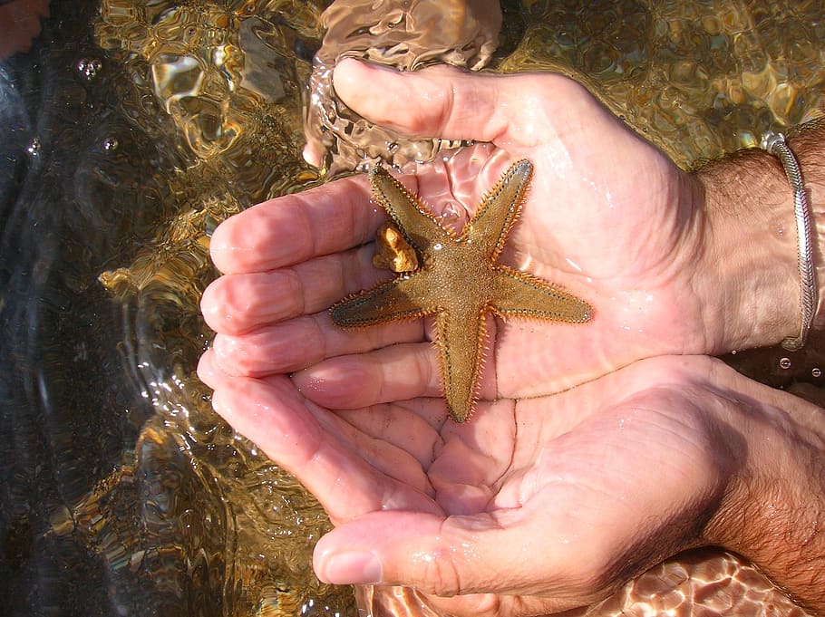 sea, starfish, water, holidays, star shape, animals in the wild, marine,  animal themes, sea life, animal | Pxfuel