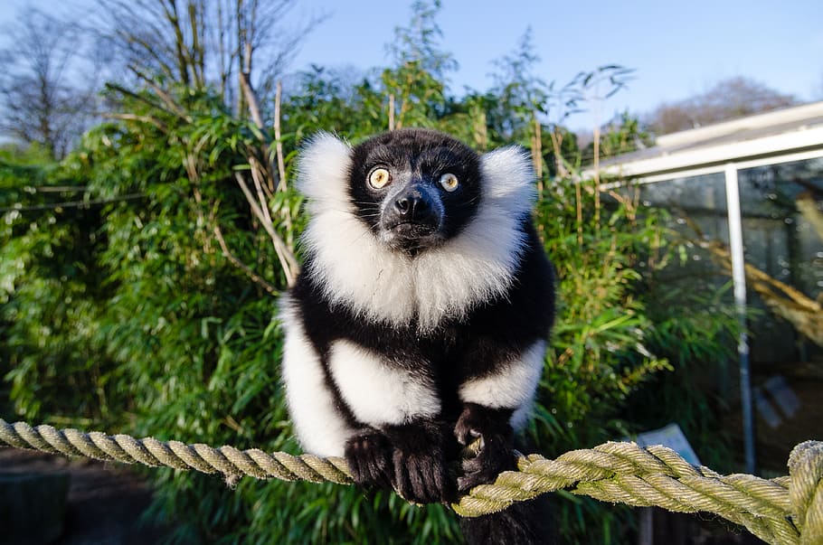 Lemur preto, branco, Ruffed, raso, foco, foto, animal, temas animais, um animal, mamífero