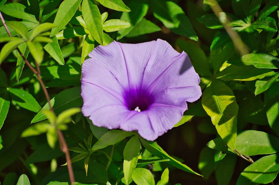 Коста цветы фото и описание