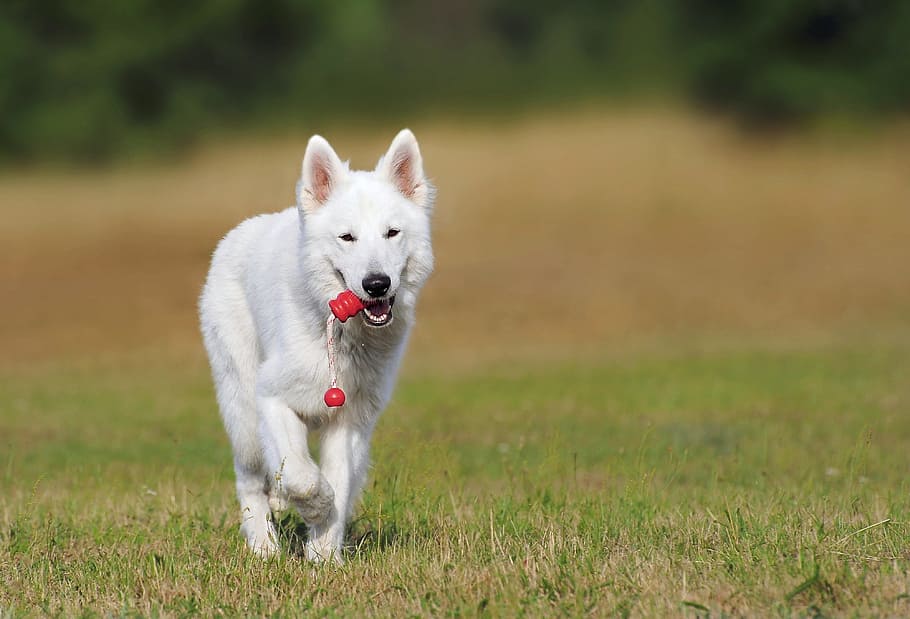 white, short, hair dog, walking, green, grass field, daytime, short hair, dog walking, walking on
