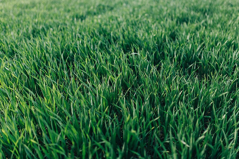 closeup, hijau, rumput, Close-up, warna hijau, menanam, tanah, pertumbuhan, bidang, bingkai penuh