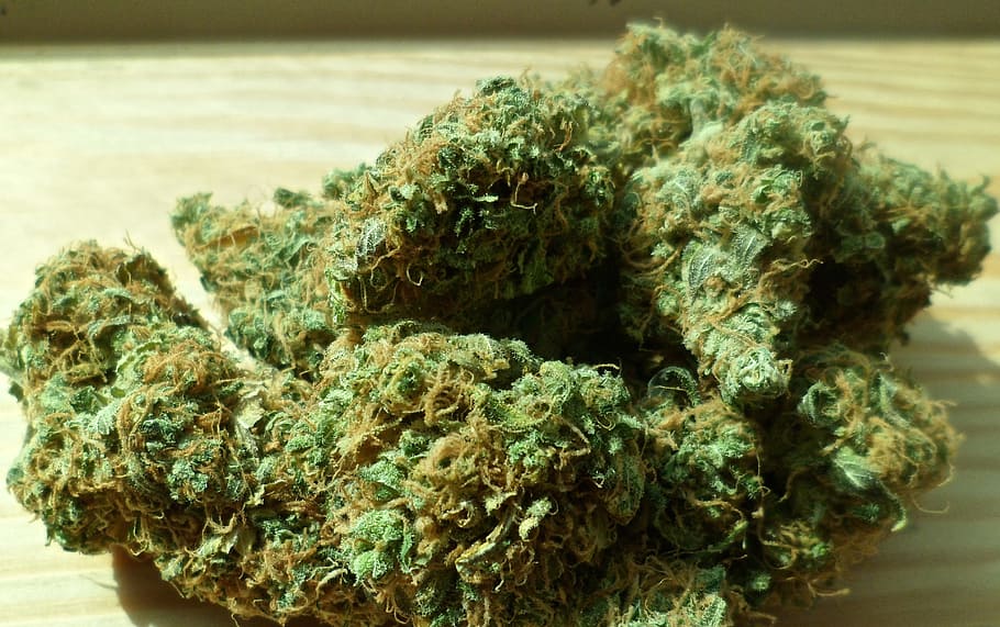 緑の大麻の芽, 大麻, マリファナ, 緑, 薬, 雑草, 医療, 葉, 植物, 麻