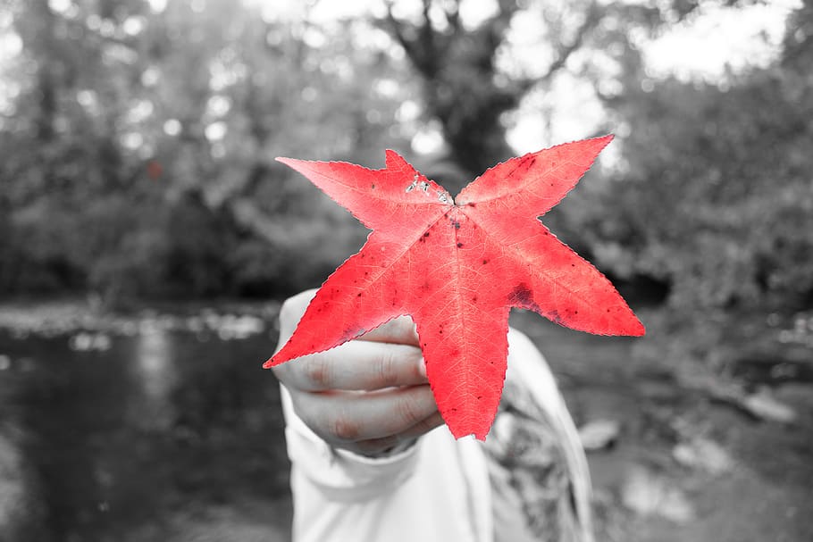 Otoño, otoño rojo, rojo, naturaleza, hoja, color, temporada, estacional, follaje, colorido