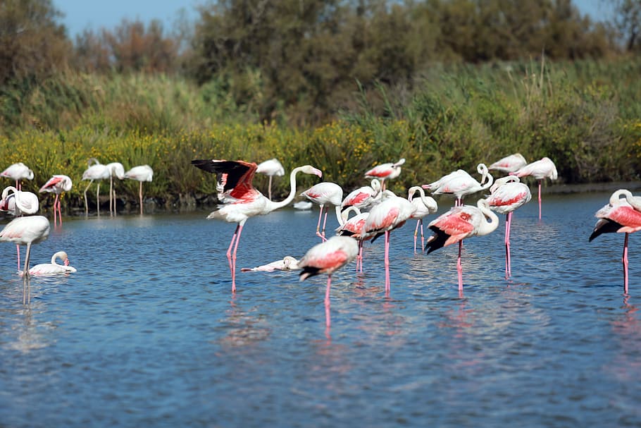 Une, en, Camargue, flamingos, standing, water, animals in the wild, bird, animal themes, group of animals