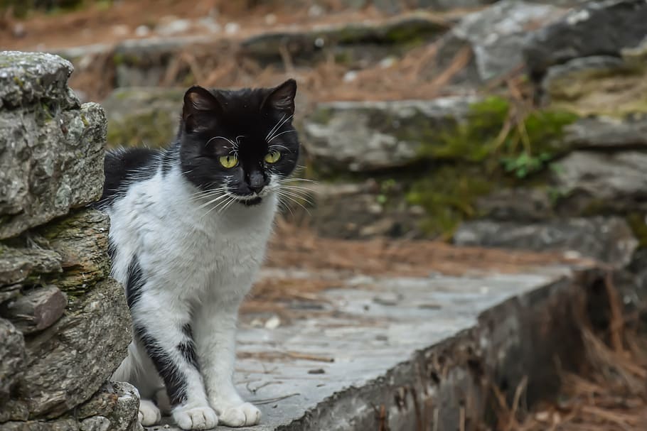 tuxedo cat, stone, cat, black, animal, black cat, pet, domestic, mammal, kitten