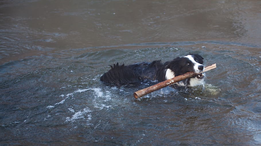 dog swimming, dog with stick, border collie swimming, border collie, fetch, cute, retrieve, pond, lake, wet