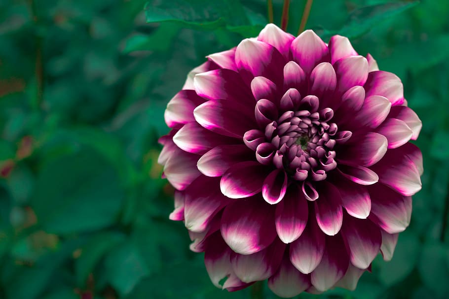purple, dahlia flower, closeup, photography, flower, pink, petal, bloom, garden, plant