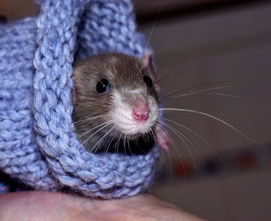 brown, rodent, blue, crochet, house rat, color rat, tame, warm, wool, cute