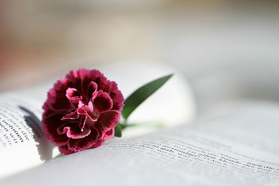 closeup, photography, pink, carnation flower, opened, book, bible, read, christianity, christian