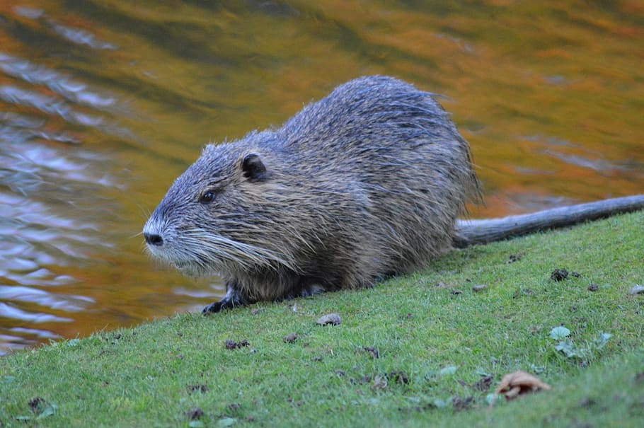 beavers, lakes, wildlife, river, rodent, animal, outdoors, animal wildlife, animal themes, animals in the wild