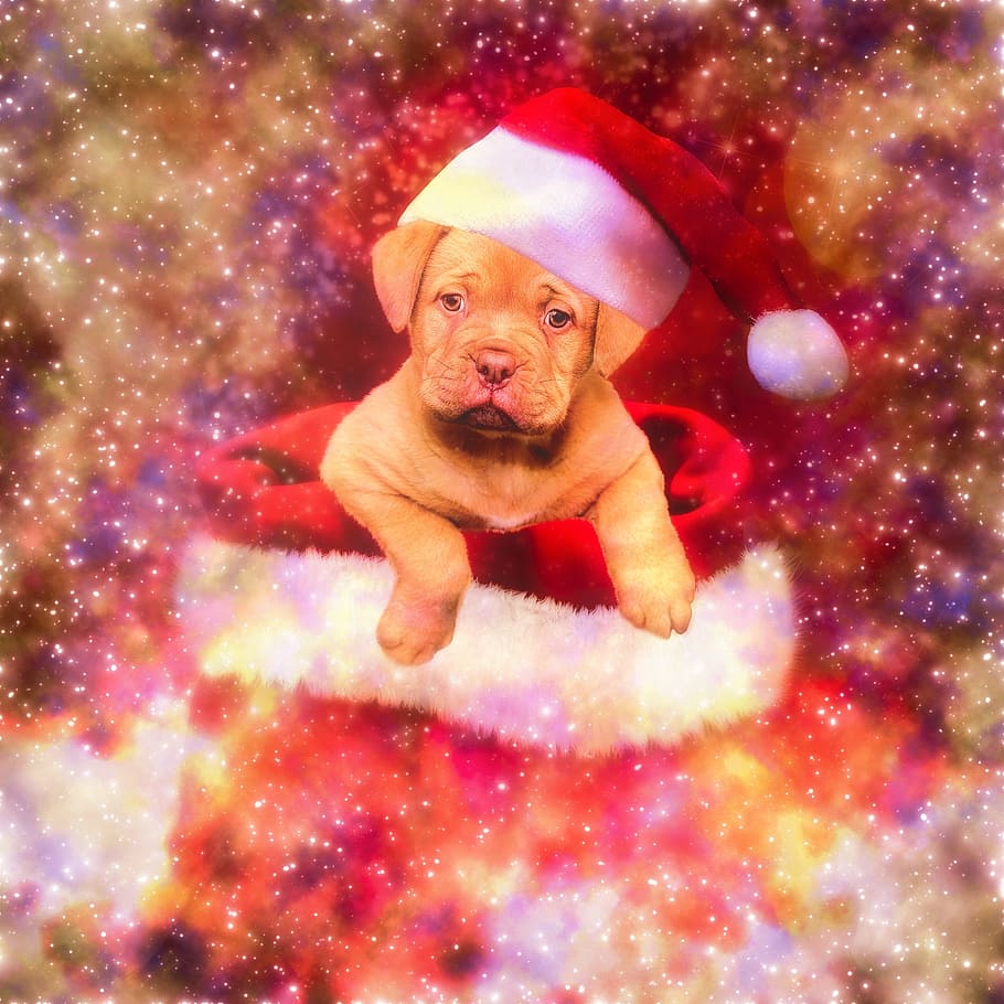 クリスマス, 犬, 年末, 動物, 子犬, 哺乳類, 祝日, 一匹の動物, ペット, 哺乳動物