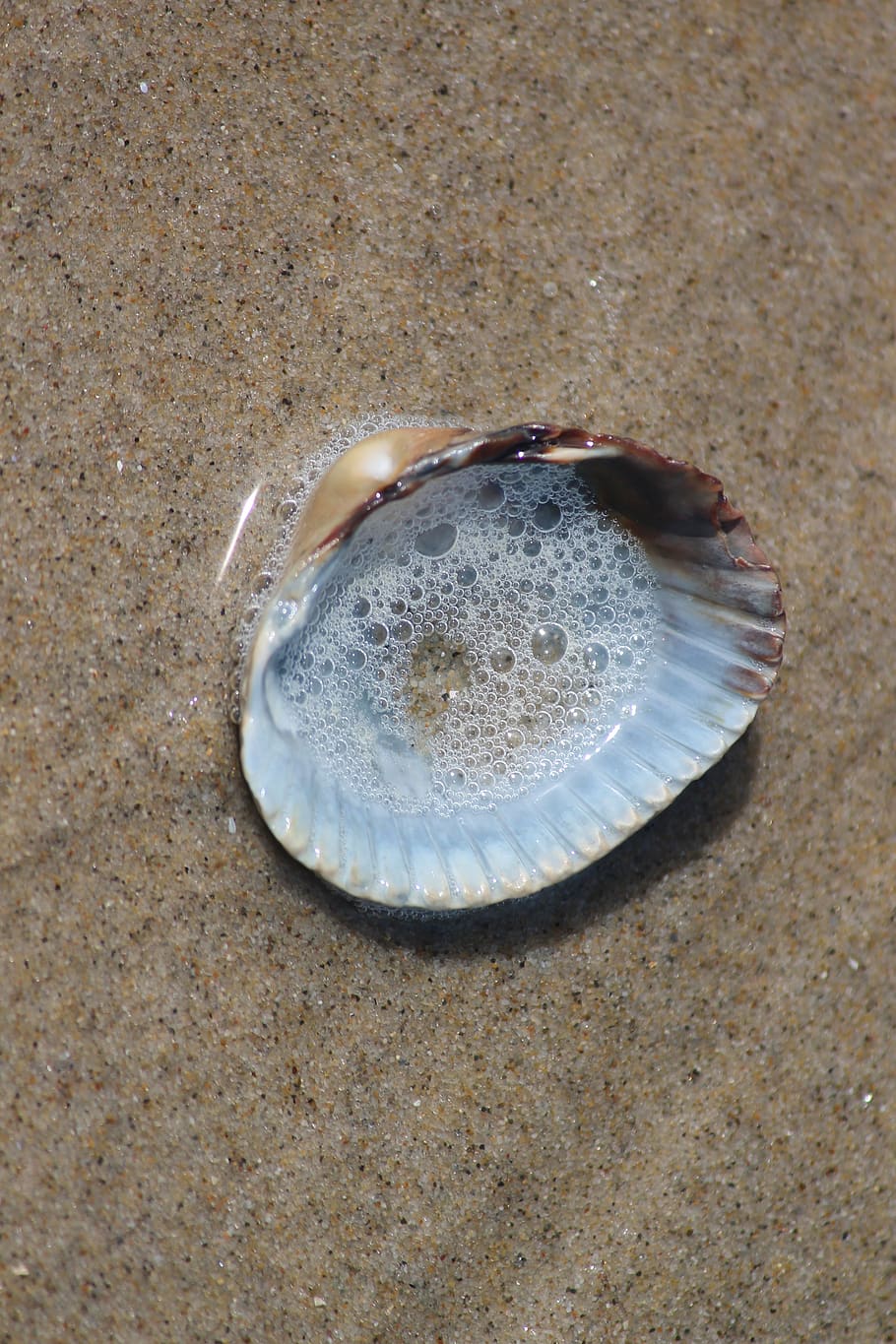shell, cockle, beach, sand, water, vesicle, blow, filled, flotsam, nature
