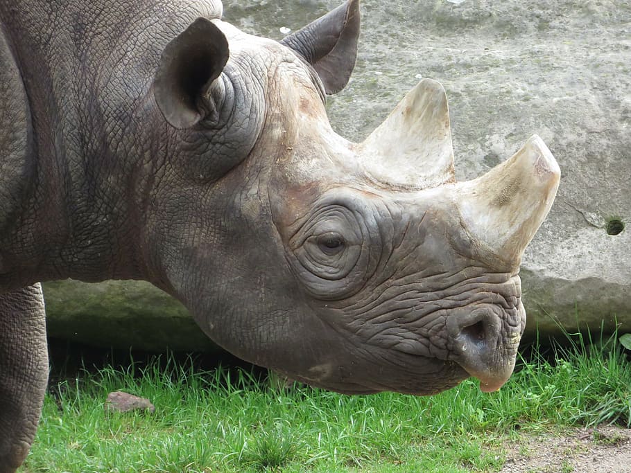 rinoceronte, cuerno, áfrica, africano, negro, peligroso, en peligro de extinción, herbívoros, enorme, mamífero