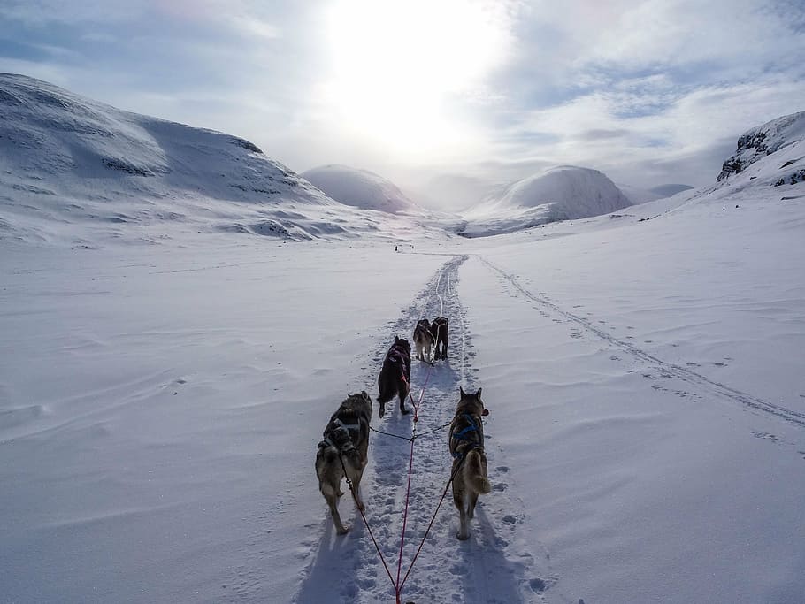 flock, dogs, white, snow road, five, black, dog, walking, snow, daytime