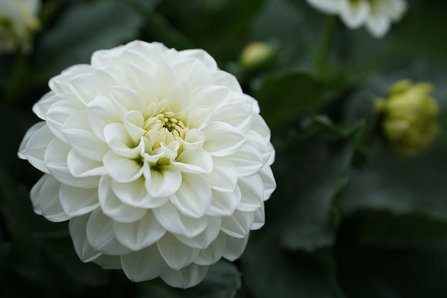 flower, white, white flower, nature, plant, white blossom, spring, summer, garden, white green