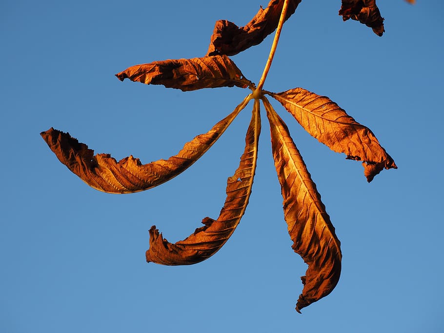 leaf, chestnut, fall foliage, leaves, autumn, fall color, chestnut leaves, buckeye, ordinary rosskastanie, foliage