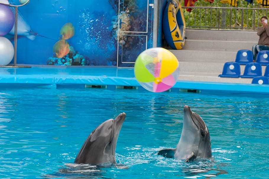 dolphin, dolphinarium, sea, water, animal, animal themes, aquatic mammal, pool, swimming pool, group of animals