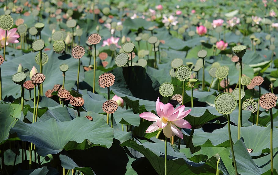 flower, giant waterlilies, petals, blooming, leaves, plant, botanical, nature, spring, floral