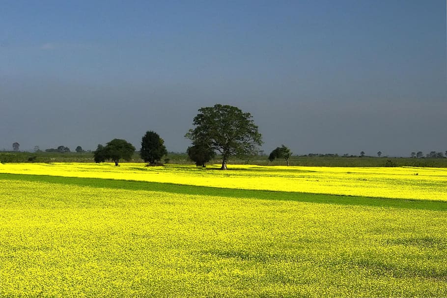 green grass lawn, Mustard, Farming, Cultivation, Yellow, blue, landscape, grass, tree, nature
