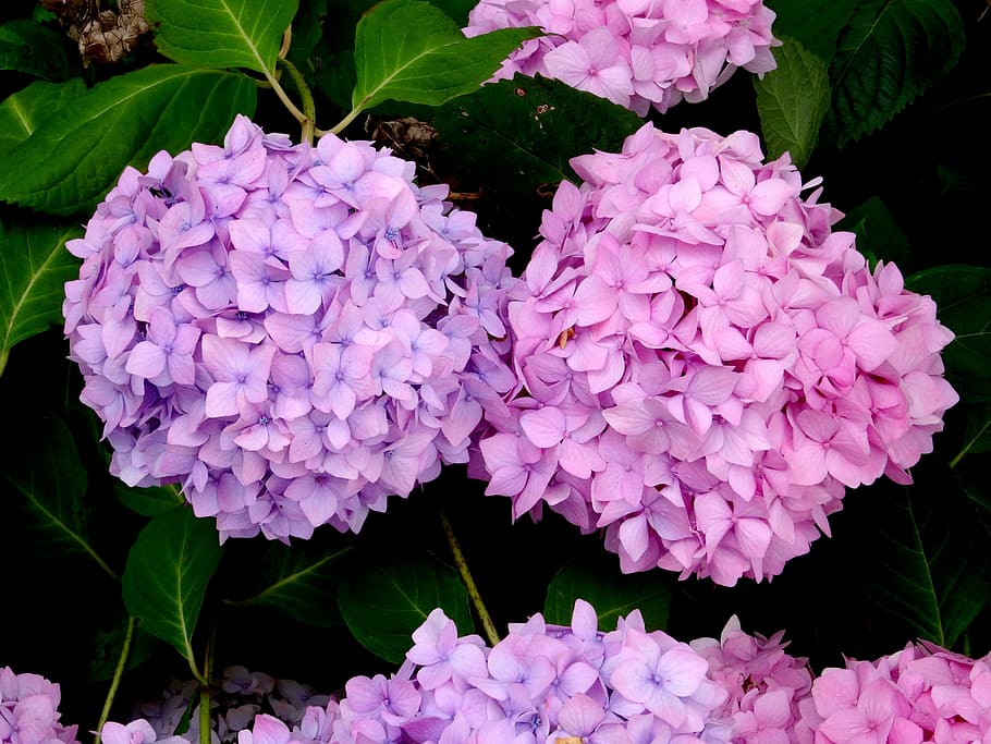 Blossom, Bloom, Hydrangea, Tutup, dua, biru, pink, ungu, cantik, alam