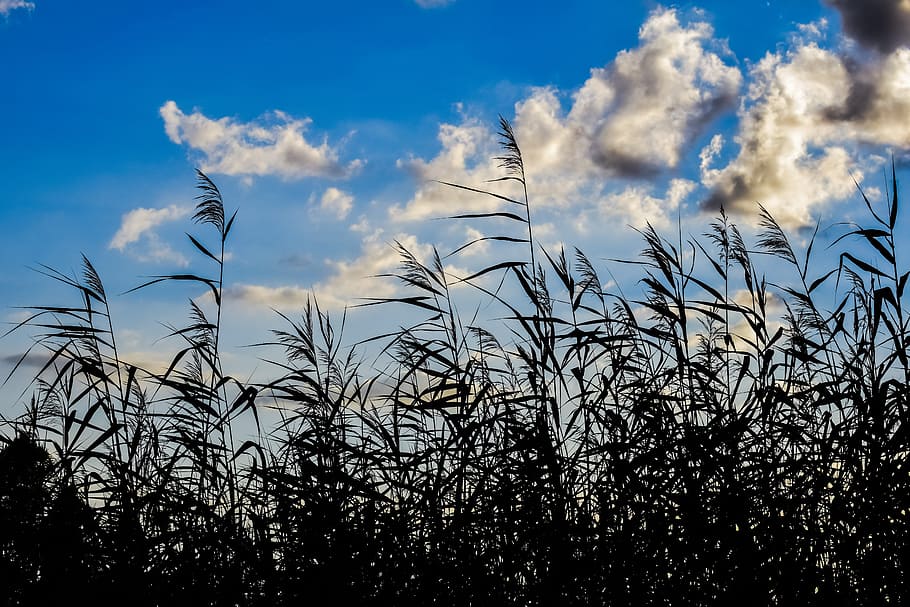reeds, swamp, sky, clouds, nature, autumn, cloud - sky, plant, growth, beauty in nature