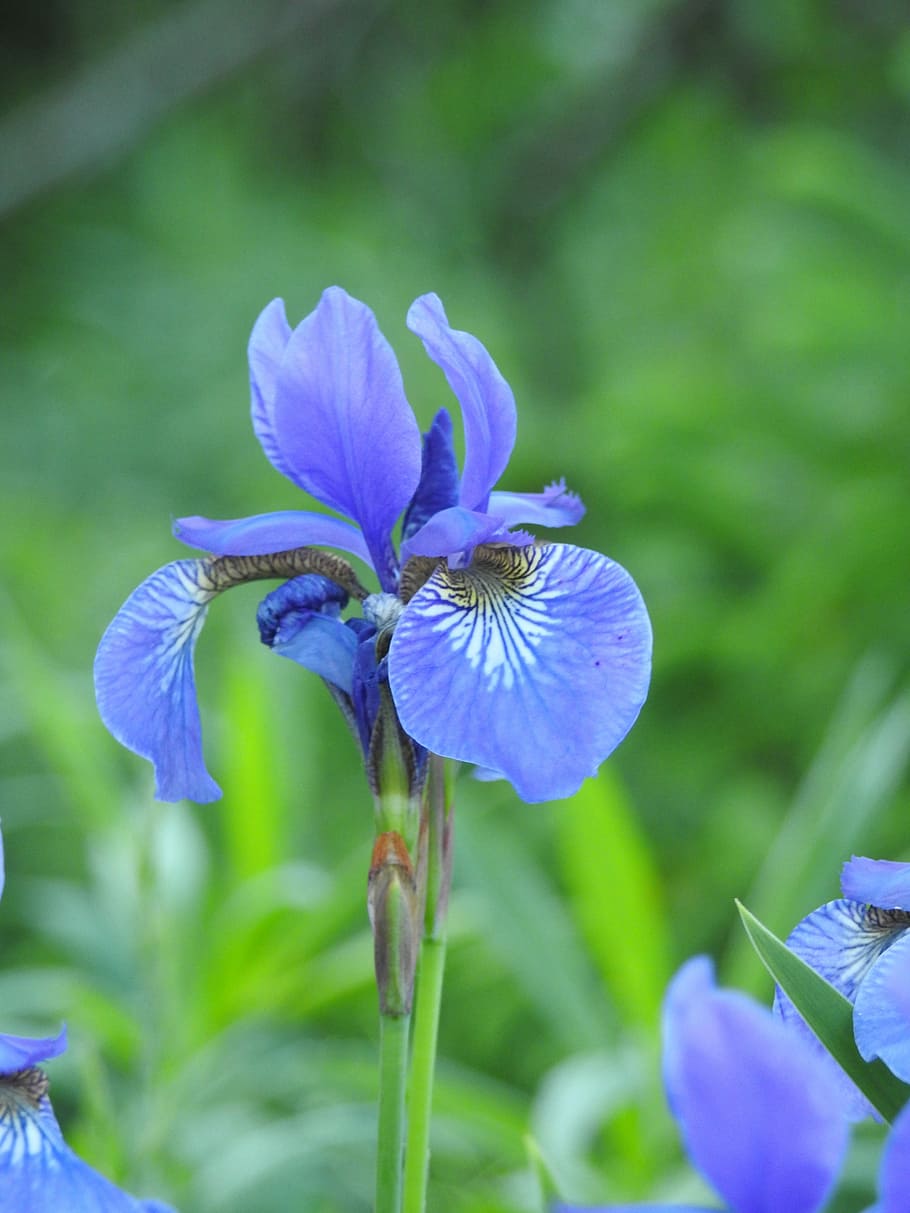 iris, flor, macro, jardín, primavera, naturaleza, azul, verde, plantas, planta floreciendo