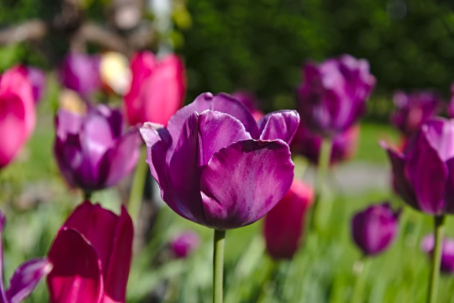 tulipanes, se desvanecen, violeta, rojo, primavera, jardín, planta floreciente, flor, vulnerabilidad, planta