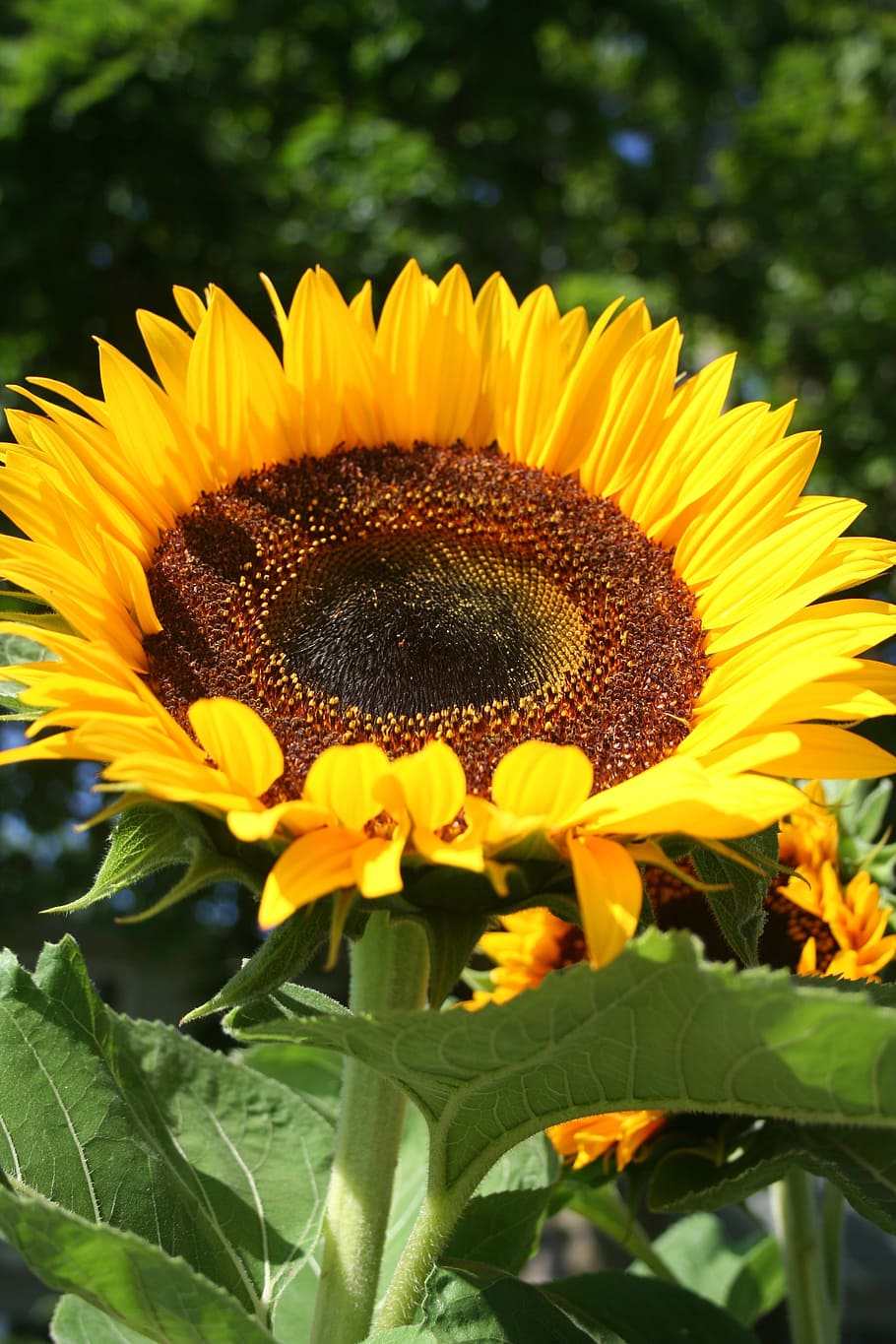 bunga matahari, helianthus, bunga, botani, tahunan, kuning, emas, taman, cerah, tinggi