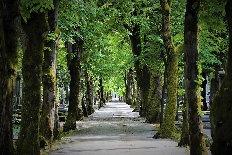 walking road, trees, spring, cemetery mirogoj, zagreb, nature, outdoor, direction, the way forward, tree