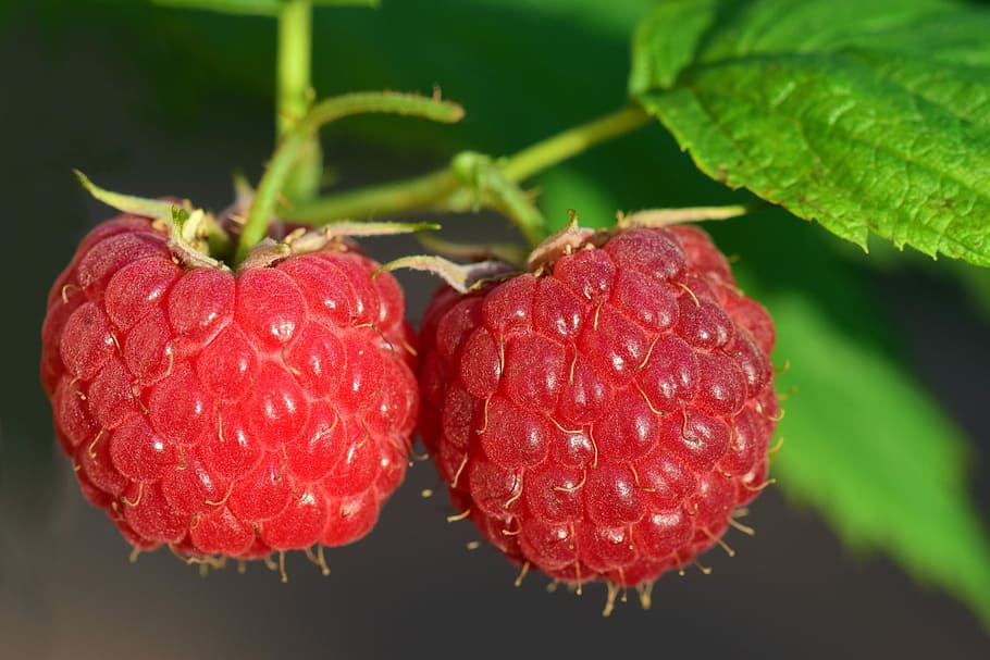 close-up photography, raspberries, raspberry, fruit, berry, red, ripe, close, sweet, delicious