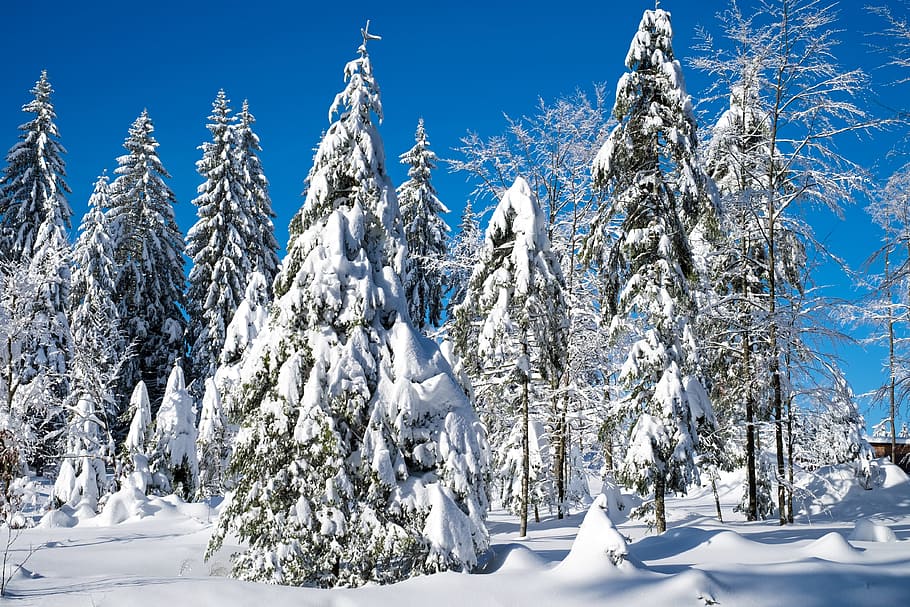 hijau, pohon, tertutup, bersalju, musim dingin, lanskap natal, salju, dingin, cemara, natal