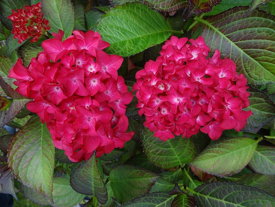 hydrangea, red, perennial, flowering plant, flower, plant, beauty in nature, freshness, vulnerability, pink color