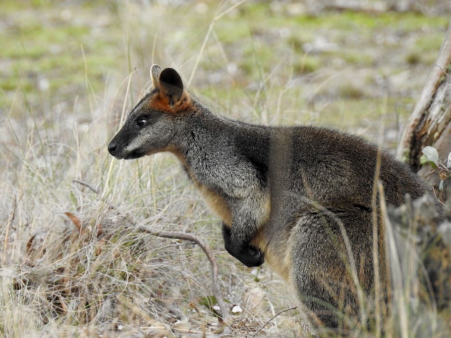 Wallaby de pantano, canguro, de pie, mirando, hierba, vida silvestre, marsupial, naturaleza, australia, retrato
