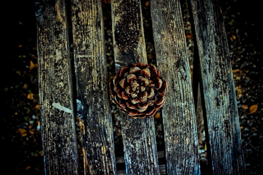 brown, pine cone, gray, wooden, pallet, selective, focus photography, pine, cone, bench