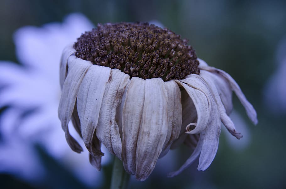marguerite, great margarita, flower, nature, wilted flower, faded, plant, freshness, flowering plant, close-up