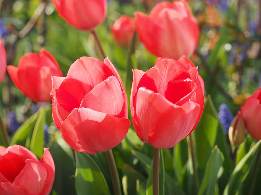 Tulip, Flower, Spring, Close, red, colorful, color, tulipa, lily, liliaceae