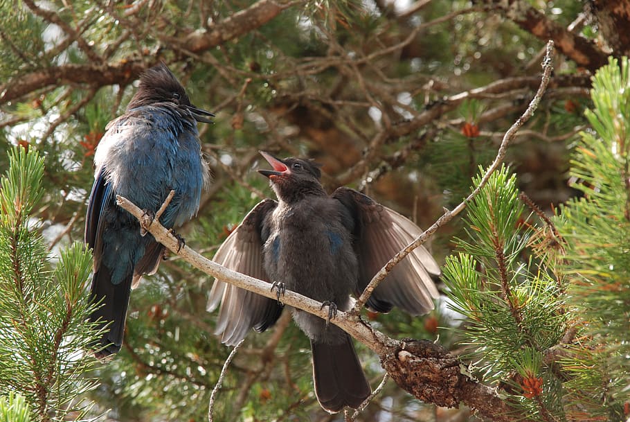 dos, negro, azul, pájaros se posan, rama, árbol, naturaleza, pájaro, joven, arrendajo eurasiático