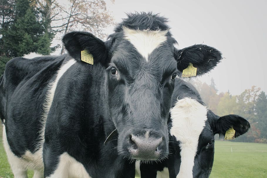 two white-and-black cows, cows, two cows, dairy, agriculture, mammal, livestock, staring cows, staring, agricultural